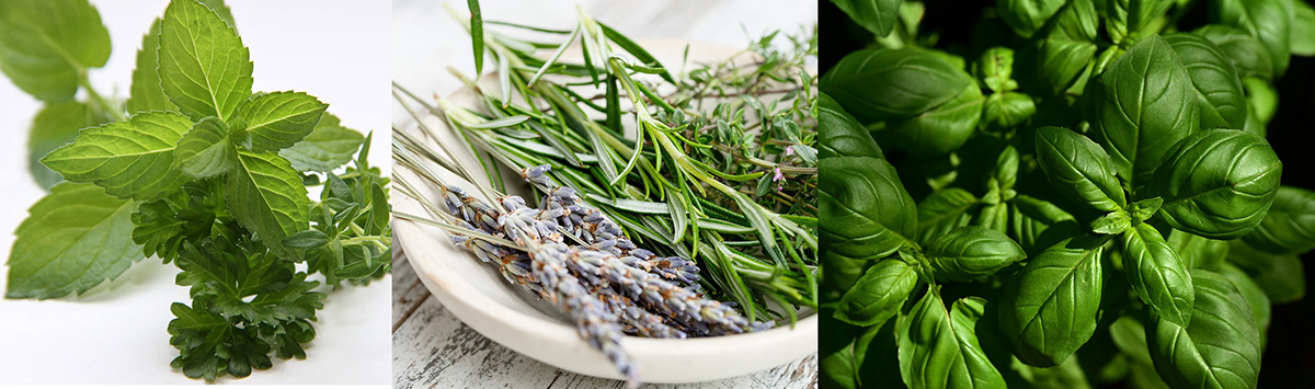 (L–R) Mint, parsley, and thyme; lavender, rosemary, and thyme; and basil (Photos by Pixabay)