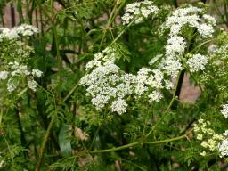 Flowering Poison Hemlock. Photo by Oregon Department of Agriculture, CC BY 2.0