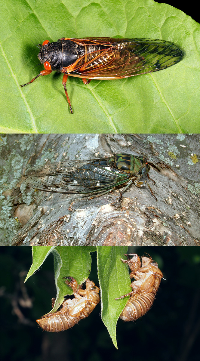 (Top–bottom) Periodical cicada (adult); annual cicada (adult); and shed cicada exoskeleton. (Photos courtesy of UNL Entomology.)