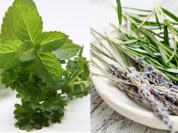 Mint, parsley, and thyme; lavendar, rosemary, and thyme; and basil in order left to right. Photos by Pixabay.