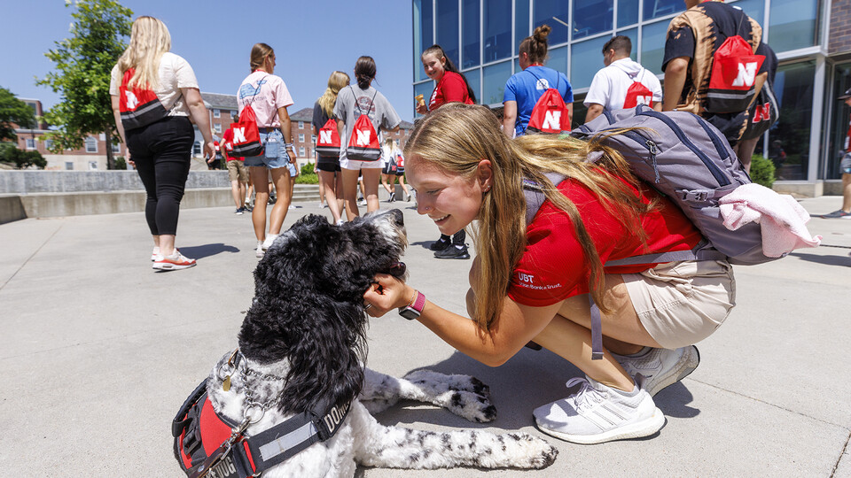 NSE Leader Gabrielle Modica, a New Student Enrollment leader, pauses to give Hershey a bit of attention outside the Cather Dining Center on June 17. Hershey is an 18-month old labradoodle being trained as a therapy dog for the University Police Department