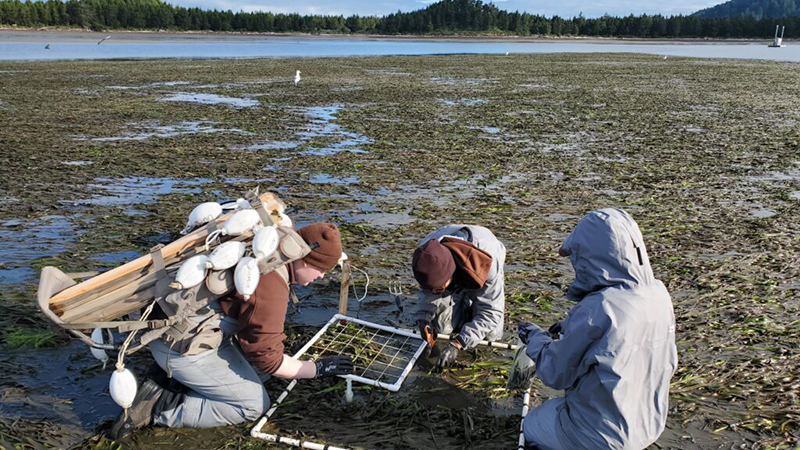 SEACOR biologists (Emma Chesley, Armand Martinez, Maddie Farmer) RAM sampling on an eelgrass bed in Tillamook Bay. Photo taken by Morgan Bancroft on 6/28/22.