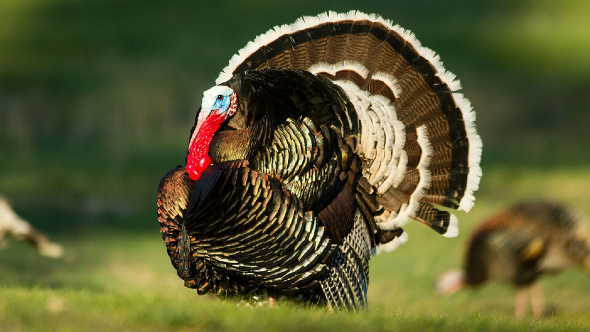 One of Nebraska's wild turkeys displays in grass. Photo courtesy of  Nebraskaland Magazine | Nebraska Game and Parks Commission