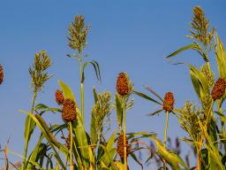 Sorghum growing in a research field on the northeast edge of Lincoln. A Nebraska team recently tested whether the method of delivering soil- and root-dwelling bacteria to sorghum could influence the growth of the cereal grain.