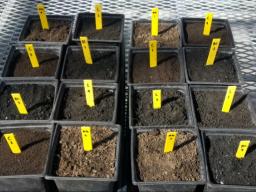 University of Nebraska-Lincoln researchers compared the amount of lead taken up by lettuce planted in highly leaded soil, plain agricultural soil, and soil with biochar and coffee grounds added.