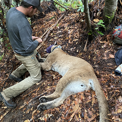 Carnivore Biologist , UC Davis School of Veterinary Medicine 