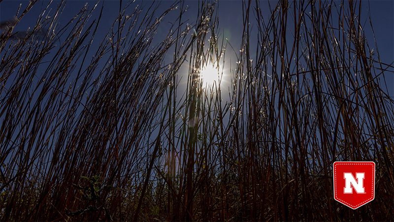  Craig Chandler | University Communication and Marketing Grasses give way to a fall breeze at Spring Creek Prairie, a rangeland preserve in southeastern Nebraska.