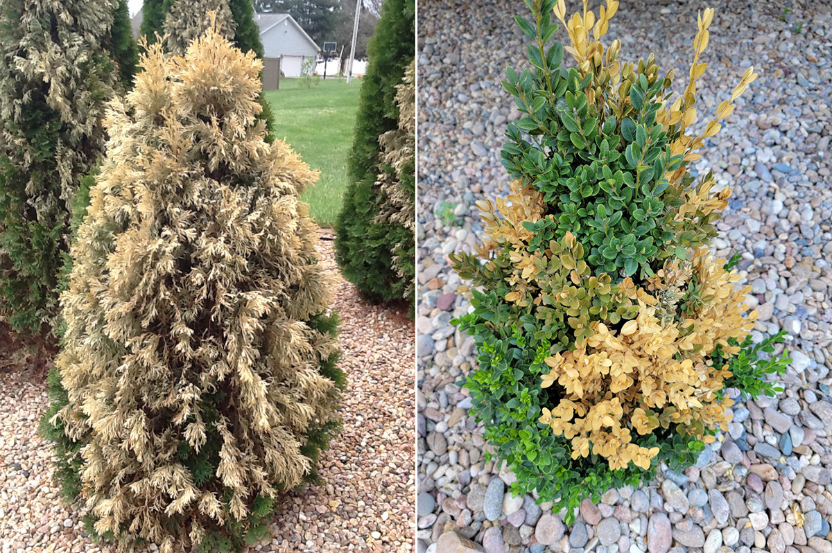 (Left) Typical winter desiccation injury on arborvitae. (Photo by Sarah Browning.) (Right) Boxwoods are also prone to winter desiccation injury. (Courtesy photo)