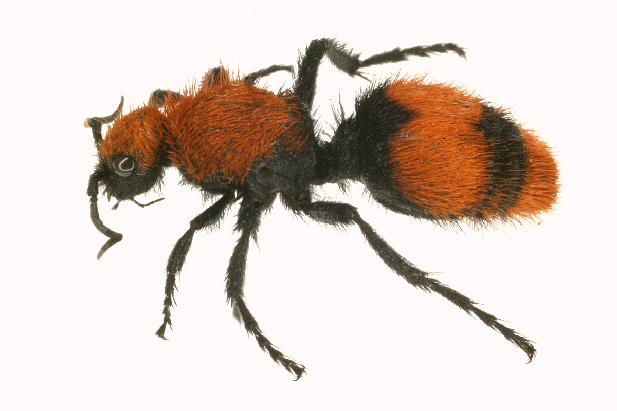 Female eastern velvet ant. Approximately 1-inch in length. Shown magnified. (Photo by UNL Entomology)