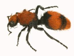 Female eastern velvet ant.  Approximately 1-inch in length. Shown magnified.
