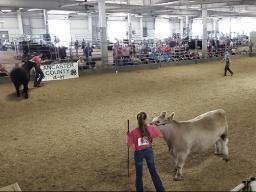 Pavilion 1 at 2022 Lancaster County Super Fair during 4-H/FFA Beef Show