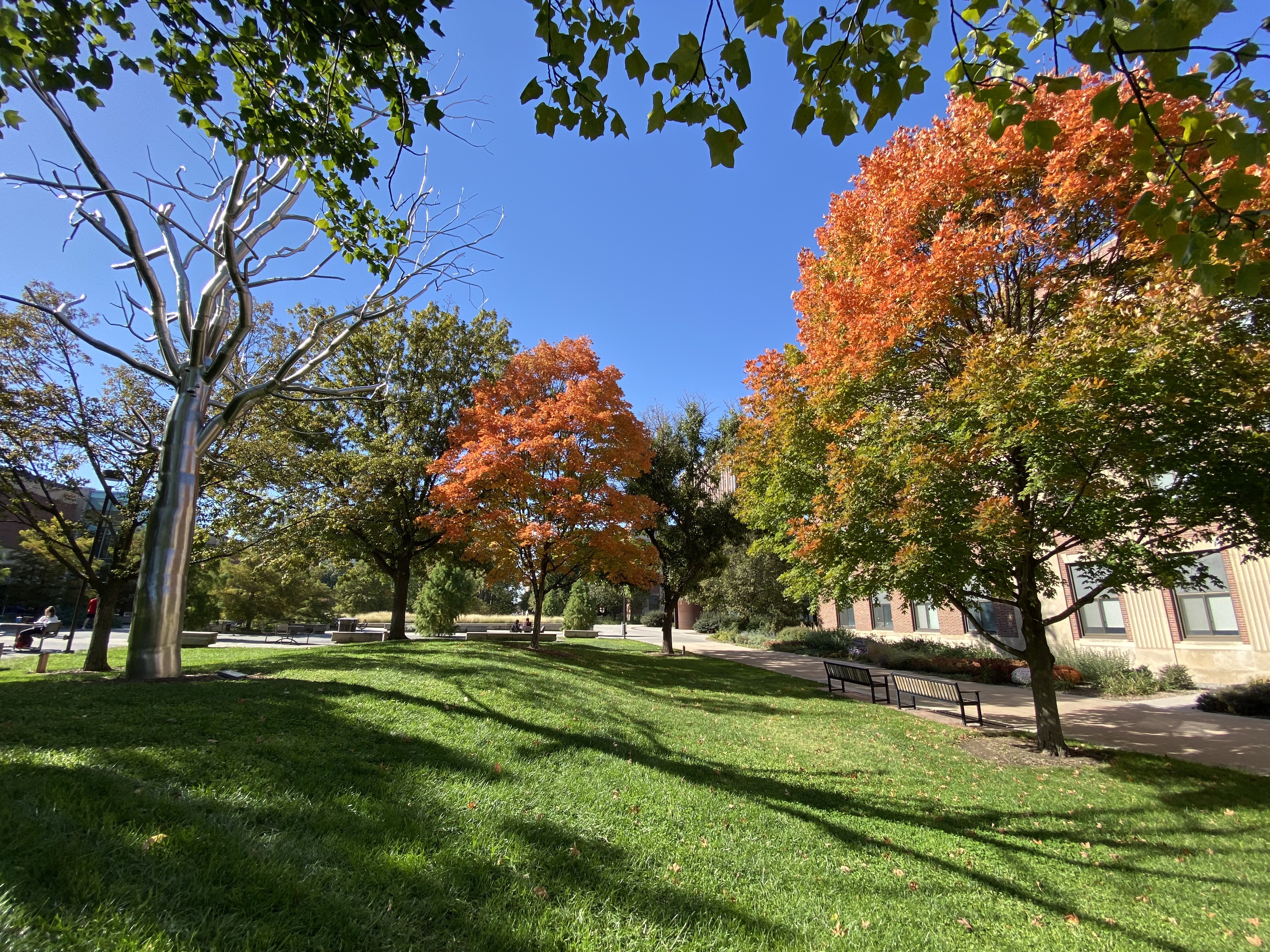 The leaves on campus trees between Andrews Hall and Love Library turn from green to orange.