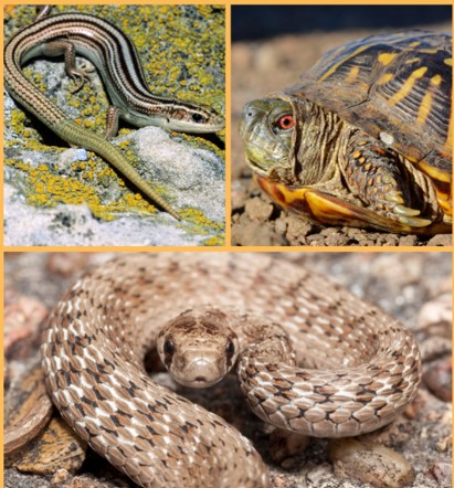 Reptiles of Nebraska