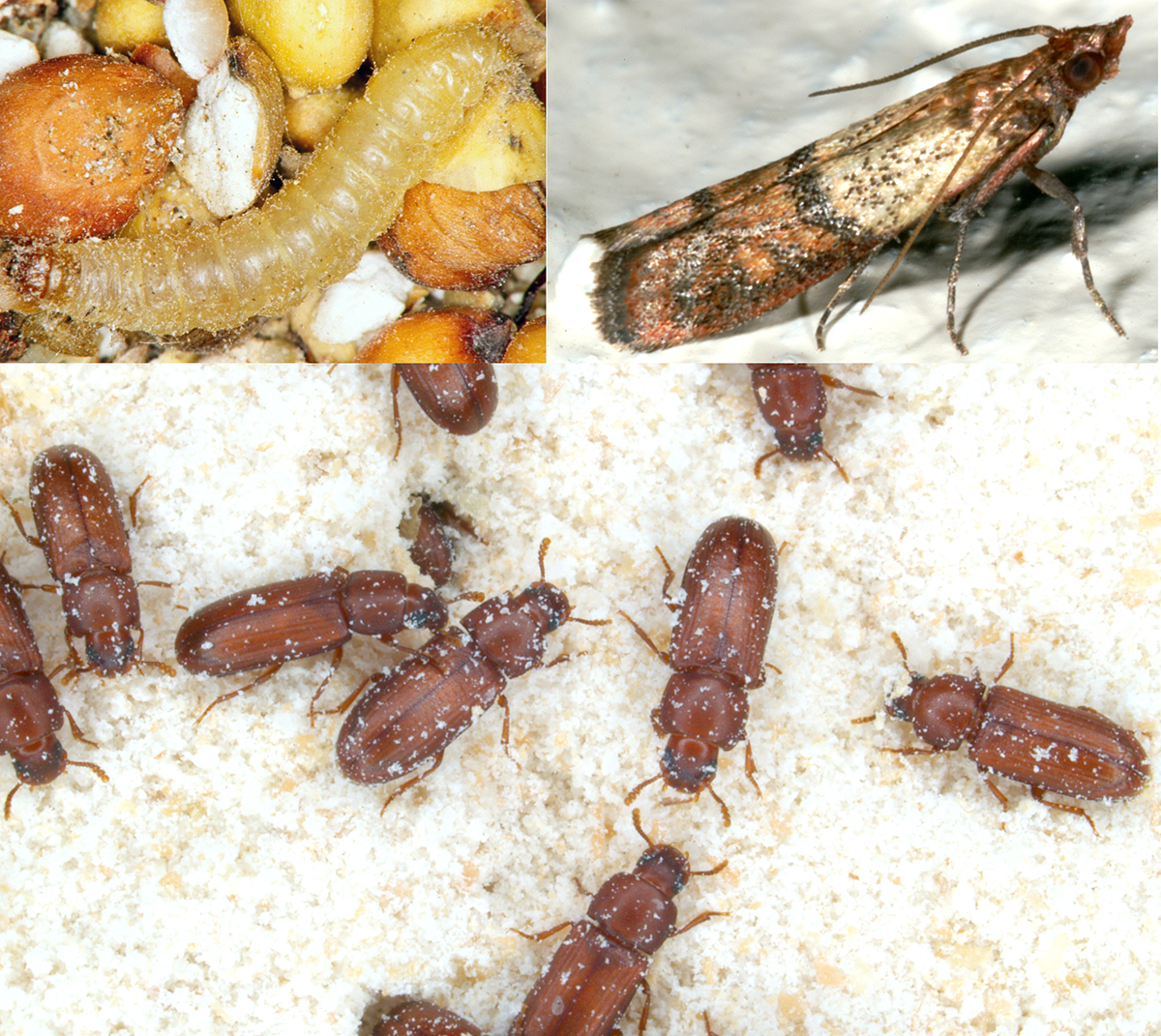 (Clockwise starting at left) Indian meal moth caterpillar, Indian meal moth adult and Red flour beetles. (Photos provided by UNL Entomology)