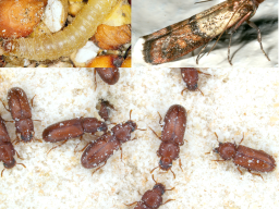 Photos (Clockwise starting at left) Indian meal moth caterpillar, Indian meal moth adult and Red flour beetles. Photos provided by UNL Entomology