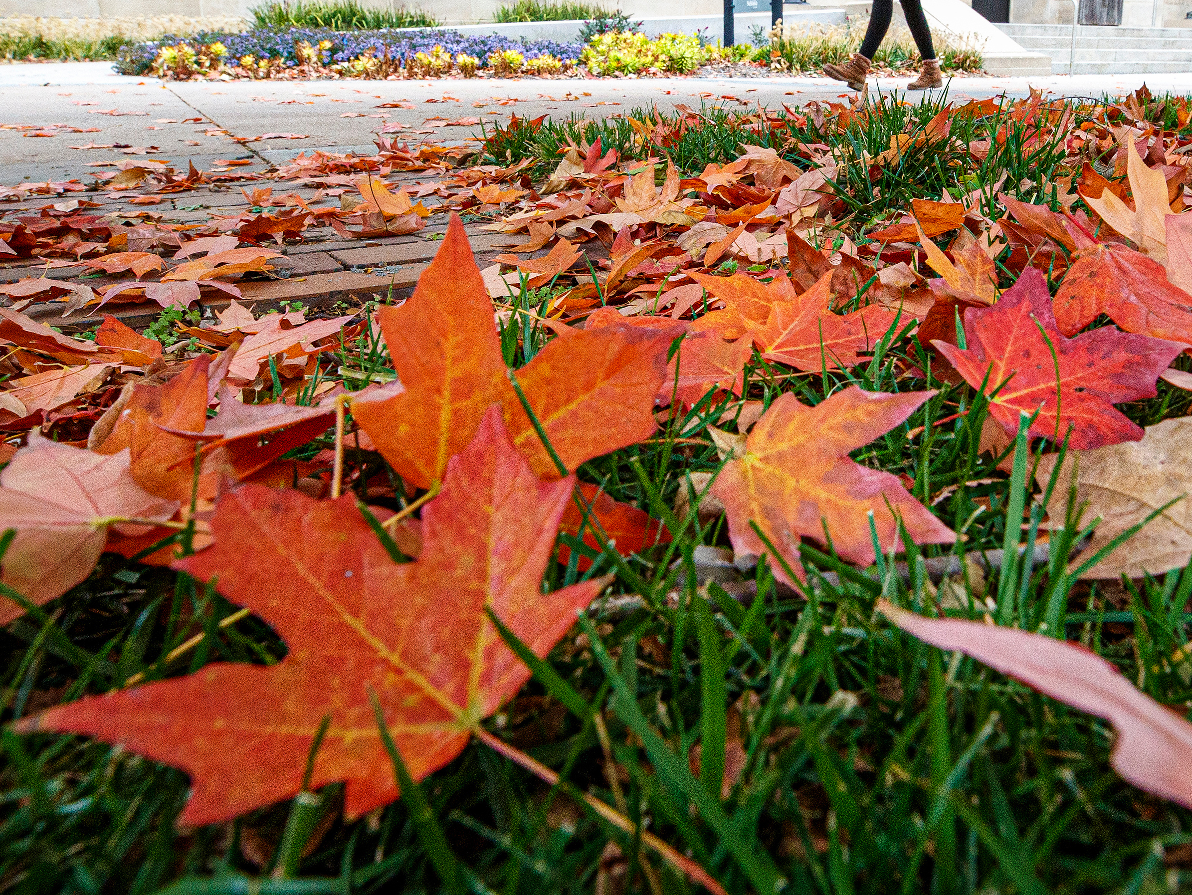 Red and orange leaves blanket the grass at the University of Nebraska–Lincoln. [Craig Chandler | University Communication] 