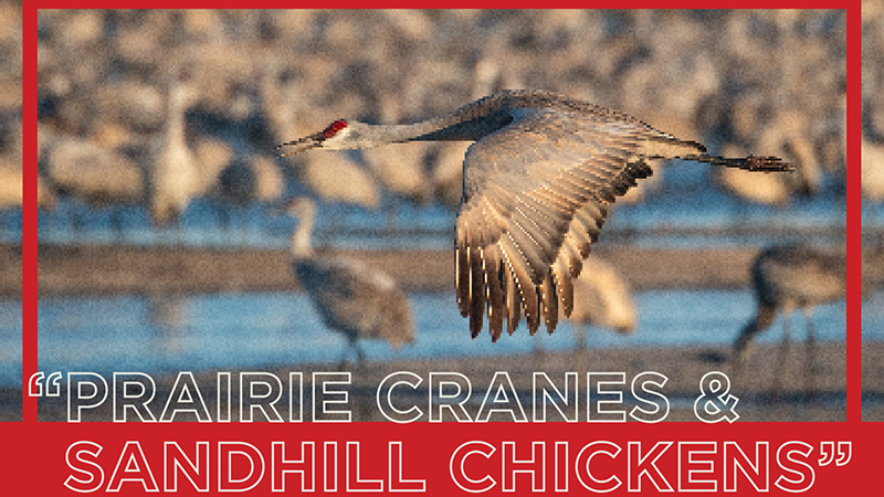 Prairie Cranes & Sandhills Chickens Tour Spring Break 2023; Deadline  December 1, Announce