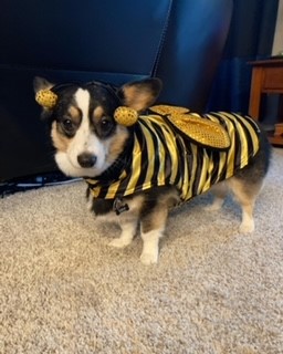 Lilo The Corgi Dressed Up for Halloween