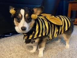 Lilo The Corgi Dressed Up for Halloween