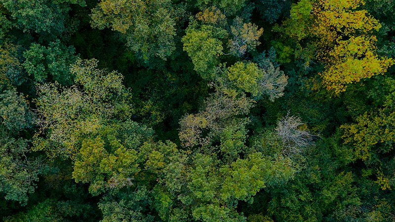 Forest Canopy