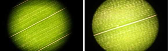 The magnified image of a maize leaf on the right appears brighter than the image on the left due to chloroplast avoidance movement, a protective response to water stress. 