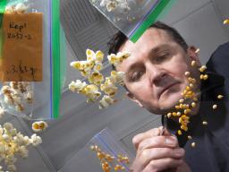Nebraska's David Holding sorts popcorn on a light table in his Beadle Center lab. Craig Chandler | University Communication and Marketing 