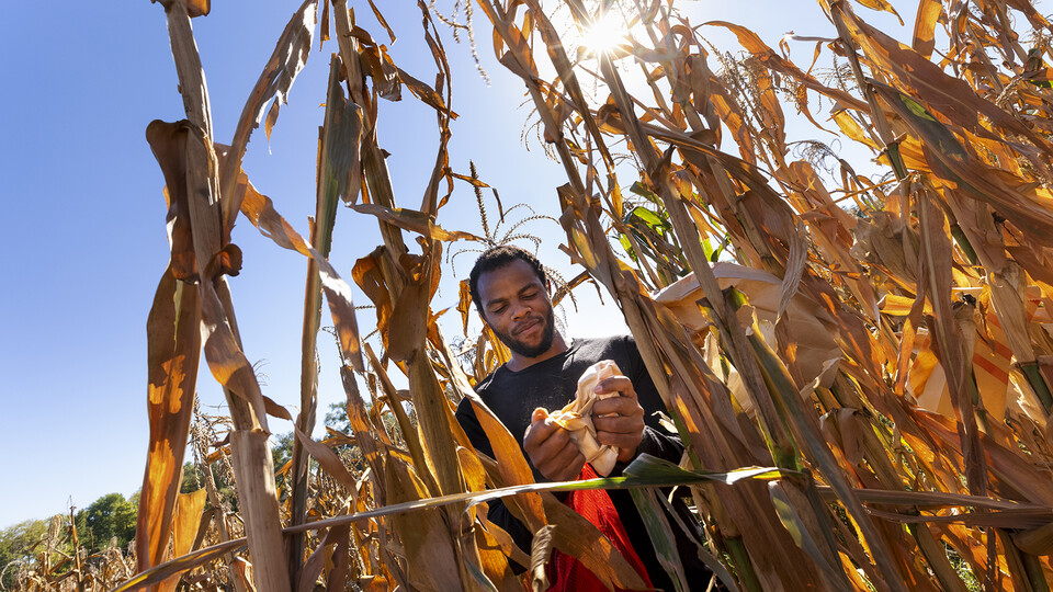 Grad student Jonathan Niyorukundo harvests an ear of corn in David Holding’s research field on East Campus. Craig Chandler | University Communication and Marketing 