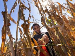 Grad student Jonathan Niyorukundo harvests an ear of corn in David Holding’s research field on East Campus. Craig Chandler | University Communication and Marketing 