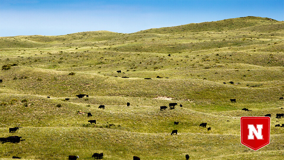  Craig Chandler | University Communication and Marketing Cattle graze in the Sandhills near Whitman, Nebraska.