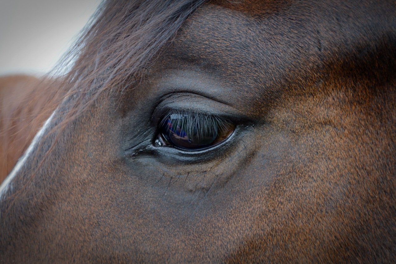 Horse eye.jpg