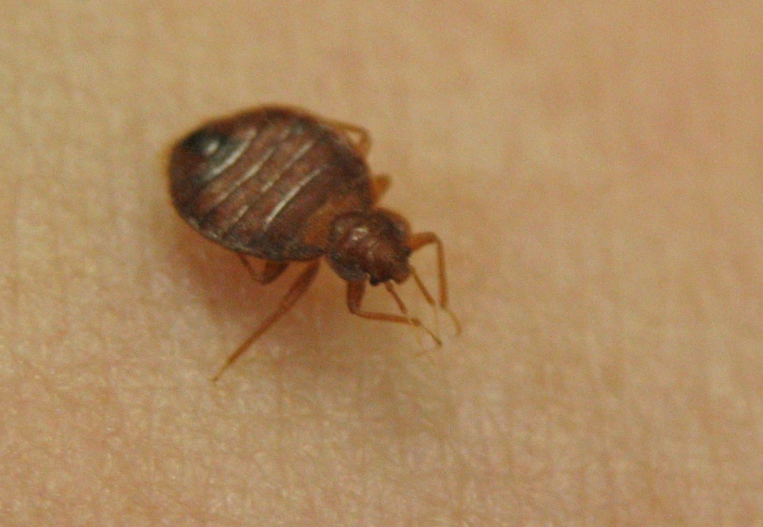 Bedbugs are a pest that have been around for thousands of years.