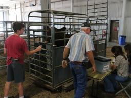 4-H/FFA Beef Weigh-In at 2022 Lancaster County Super Fair