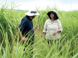 HudsonAlpha researcher Kankshita Swaminathan, right, and Illinois Crop Sciences Professor Erik Sacks, CABBI's Deputy Theme Leaders for Feedstock Production, check out a field of miscanthus. HudsonAlpha