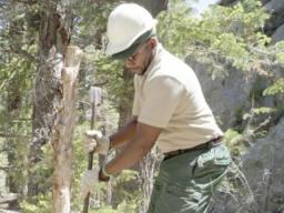 usda forest service