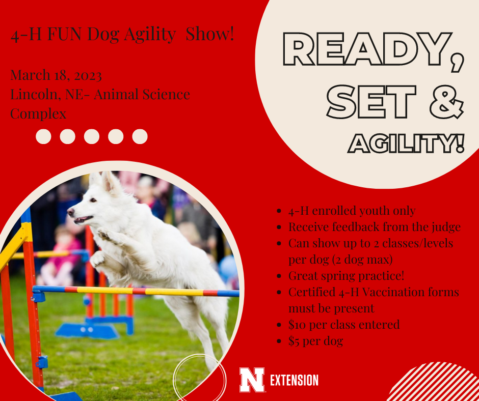4-H agility show.png