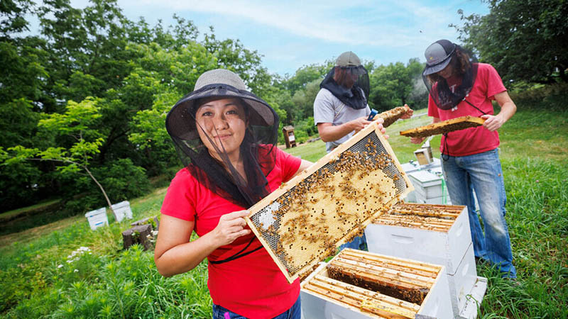  Craig Chandler | University Communication and Marketing Judy Wu-Smart with honeybees, one of multiple pollinators that can suffer the consequences when insecticides spread to unintended targets via water and wind.