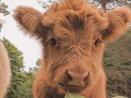 Calf with leaf