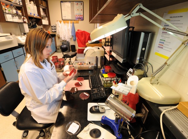 Laura Pike examines a bacterial agar plate containing cultures taken from a pig's lung tissue at the Veterinary Diagnostics Center at the University of Nebraska-Lincoln on Friday, Feb. 10, 2012. (ERIC GREGORY/Lincoln Journal Star) 