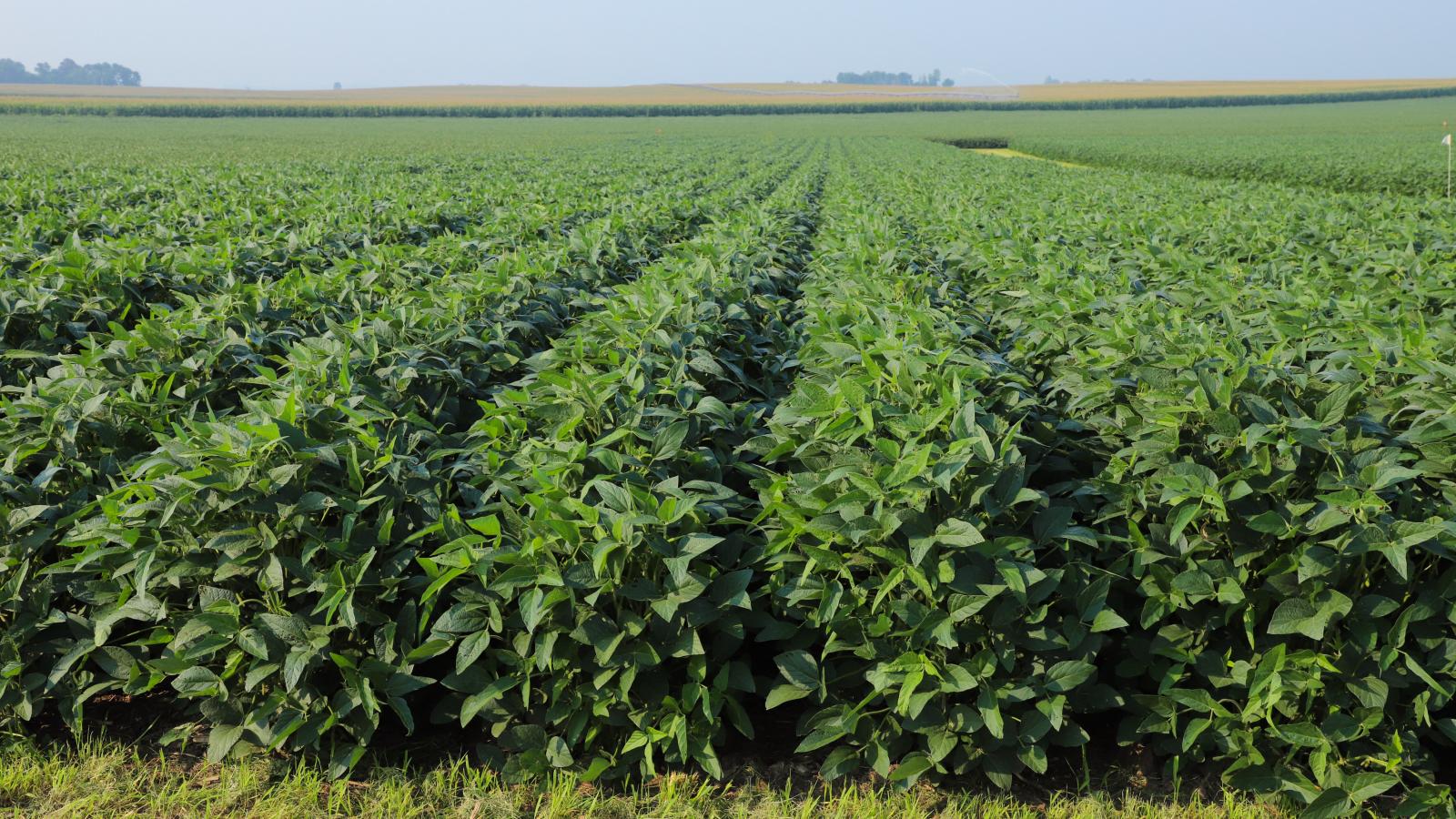 Soy2023, the 19th in-person Biennial Cellular and Molecular Biology of the Soybean Conference, is set for Aug. 10-13 at the Embassy Suites by Hilton in Lincoln, Nebraska, United States.