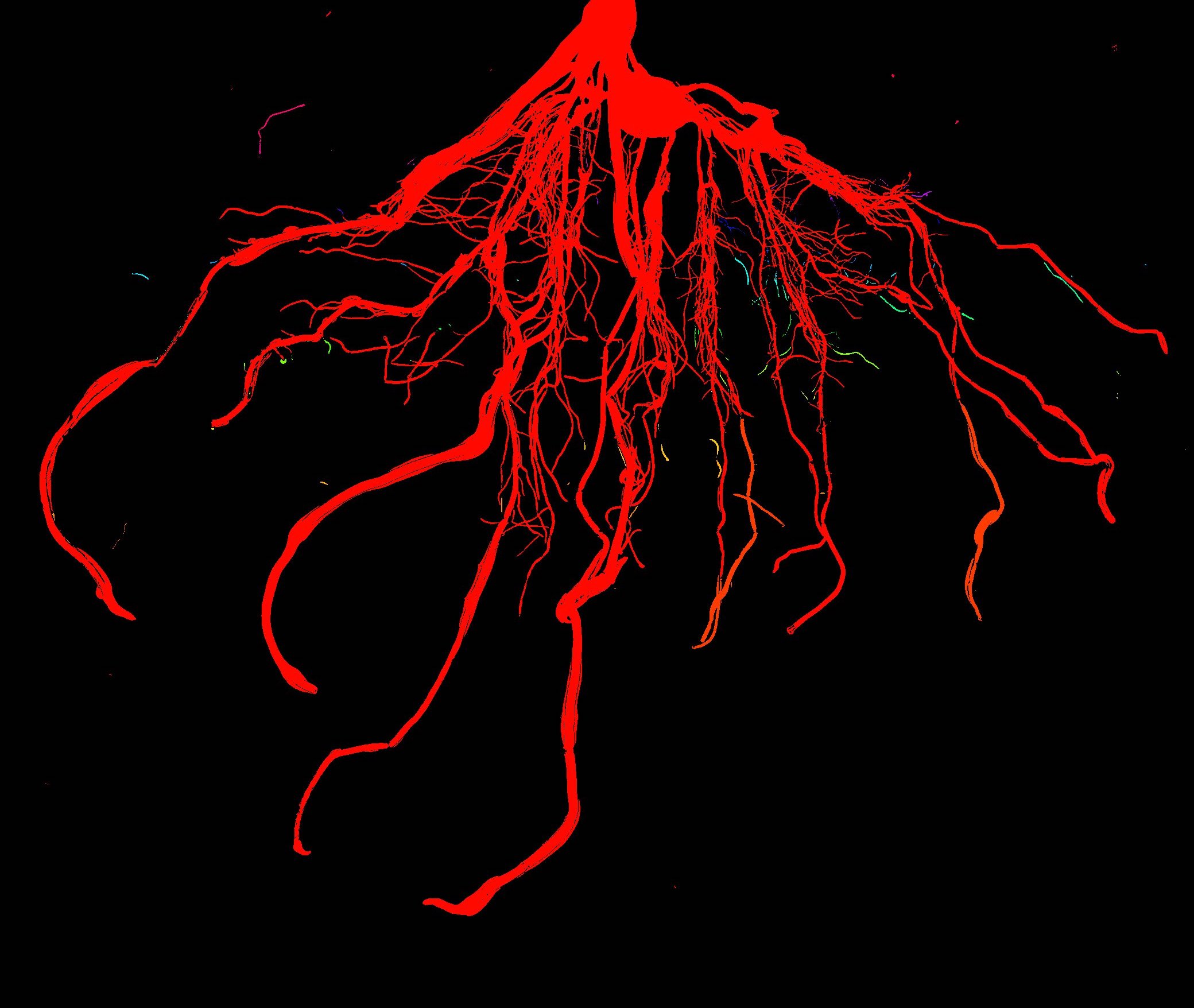 The root system of a three-week-old corn plant processed through a computer vision pipeline used to automatically measure different root system architecture traits.