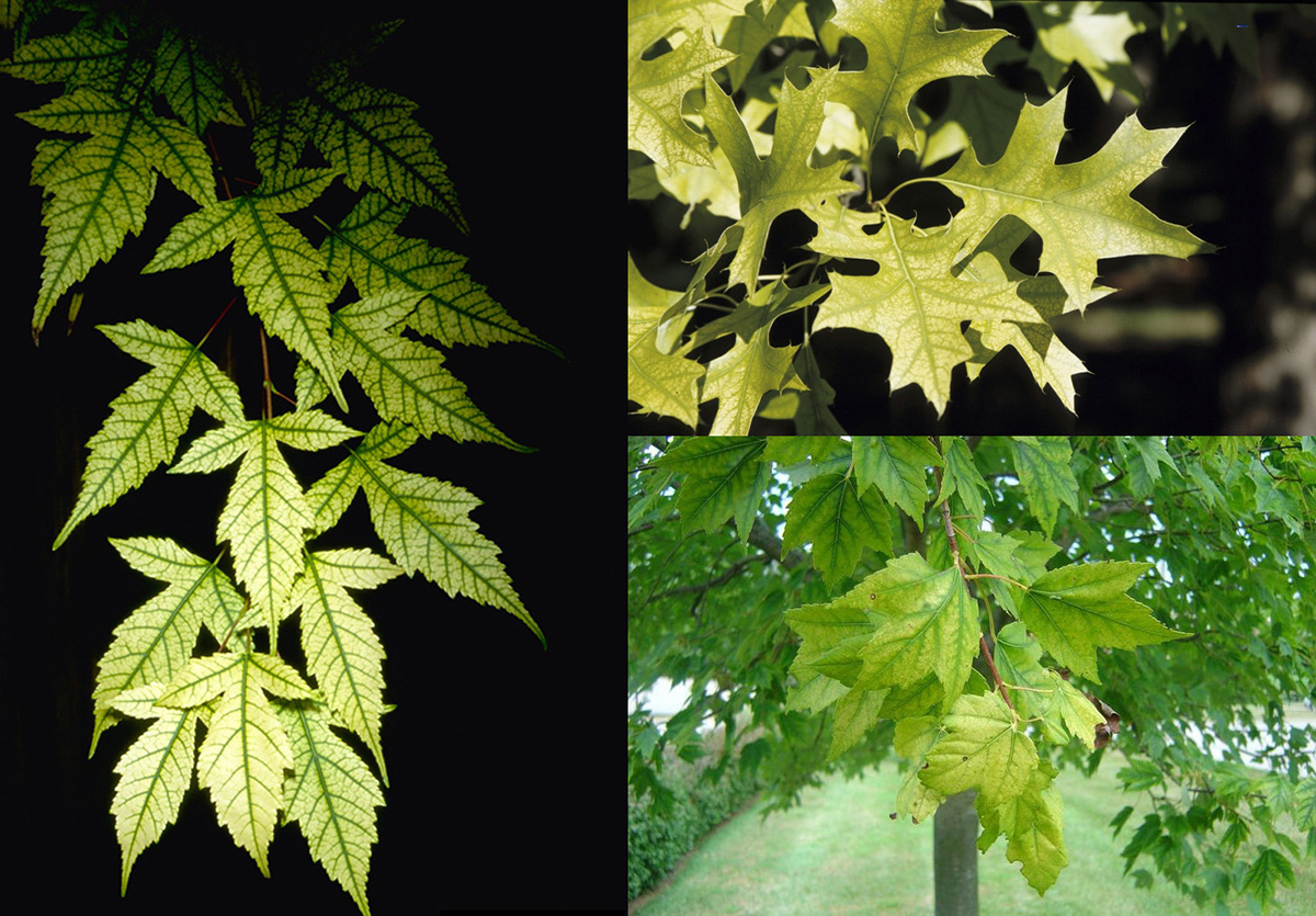 Left photo: Iron chlorosis on foliage of trident maple. Top right photo: Chlorosis symptoms in pin oak. Bottom right photo: Chlorosis in red maple.