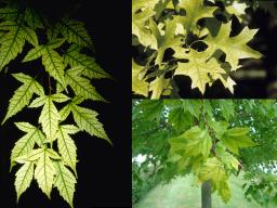 Left photo: Iron chlorosis on foliage of trident maple. Top right photo: Chlorosis symptoms in pin oak. Bottom right photo: Chlorosis in red maple.