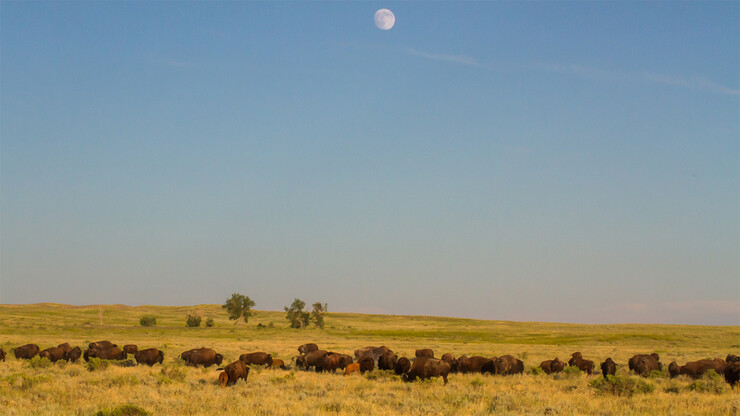 Plains bison graze beneath the moon of an Oklahoma sky.  Photo by Deniz Bertuna / Anthony Cook 
