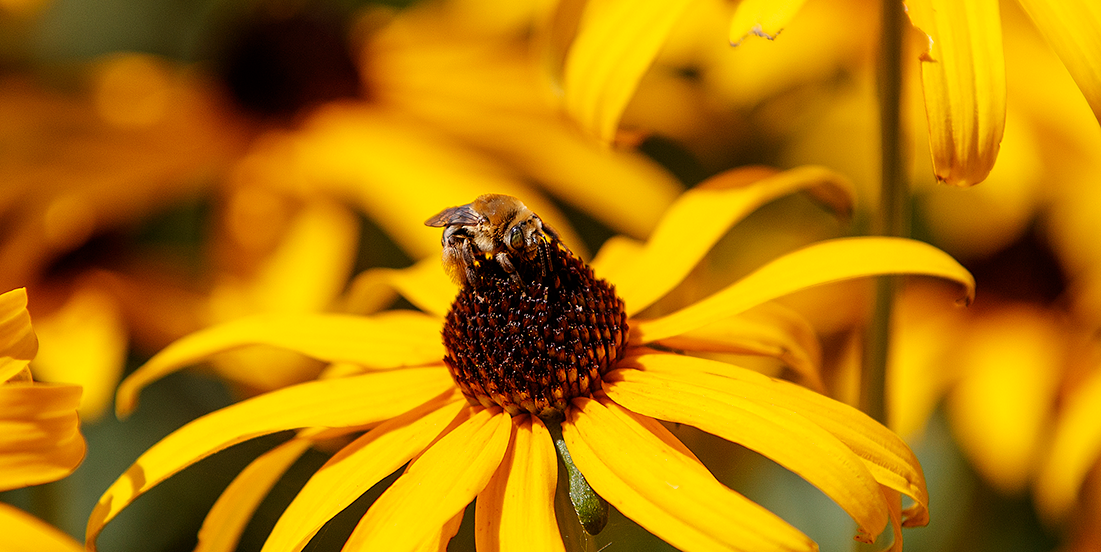 The Infusion of Sustainability and Resilience into the Curriculum workshop series begins Aug. 18.