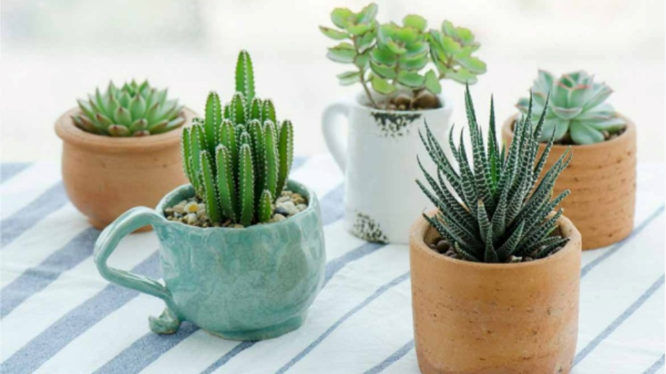 National Society of Black Engineers is hosting a Succulent Sale from 12 to 4 p.m. May 2 at Nebraska Union. 