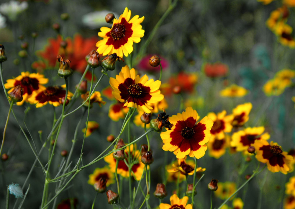 Plains coreopsis, Coreopsis tinctoria. Photo provided by: CC BY-SA 3.0
