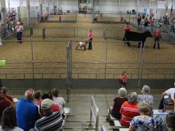 4-H/FFA Purple Ribbon Market Livestock Premium Auction at 2022 Lancaster County Super Fair