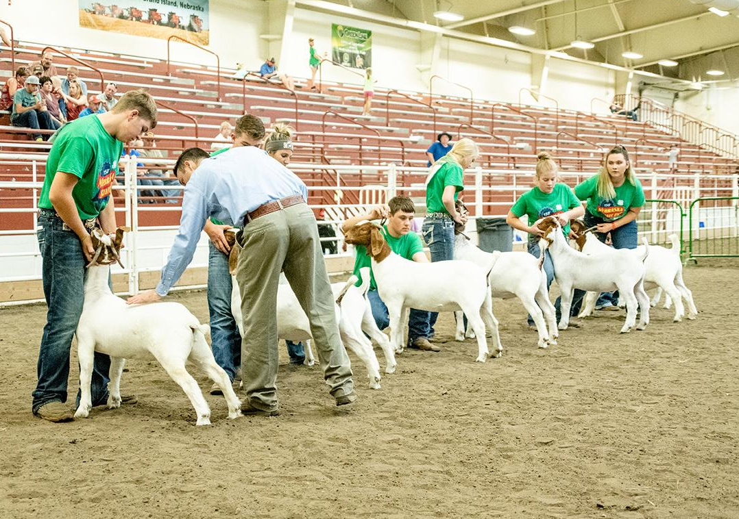 Nebraska State Fair Meat Goat Show