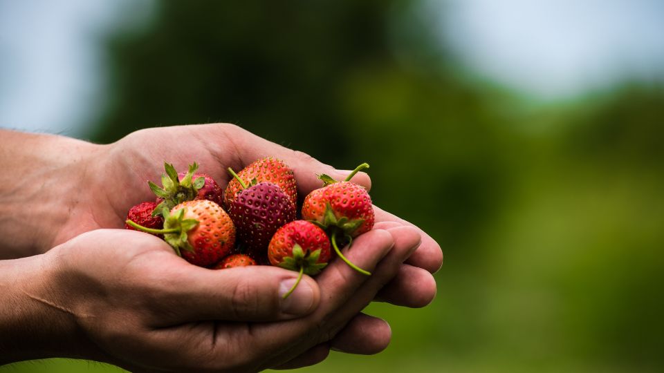 Visit one of Nebraska's U-pick farms for fresh fruit this summer.