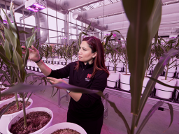 NSRI Fellow Dr. Tala Awada, physiological plant ecologist with the School of Natural Resources and associate dean in the Agricultural Research Division at the University of Nebraska–Lincoln Institute of Agriculture and Natural Resources